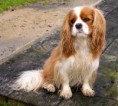 /album/galeria-de-fotos/cavalier-king-charles-spaniel-jpg/